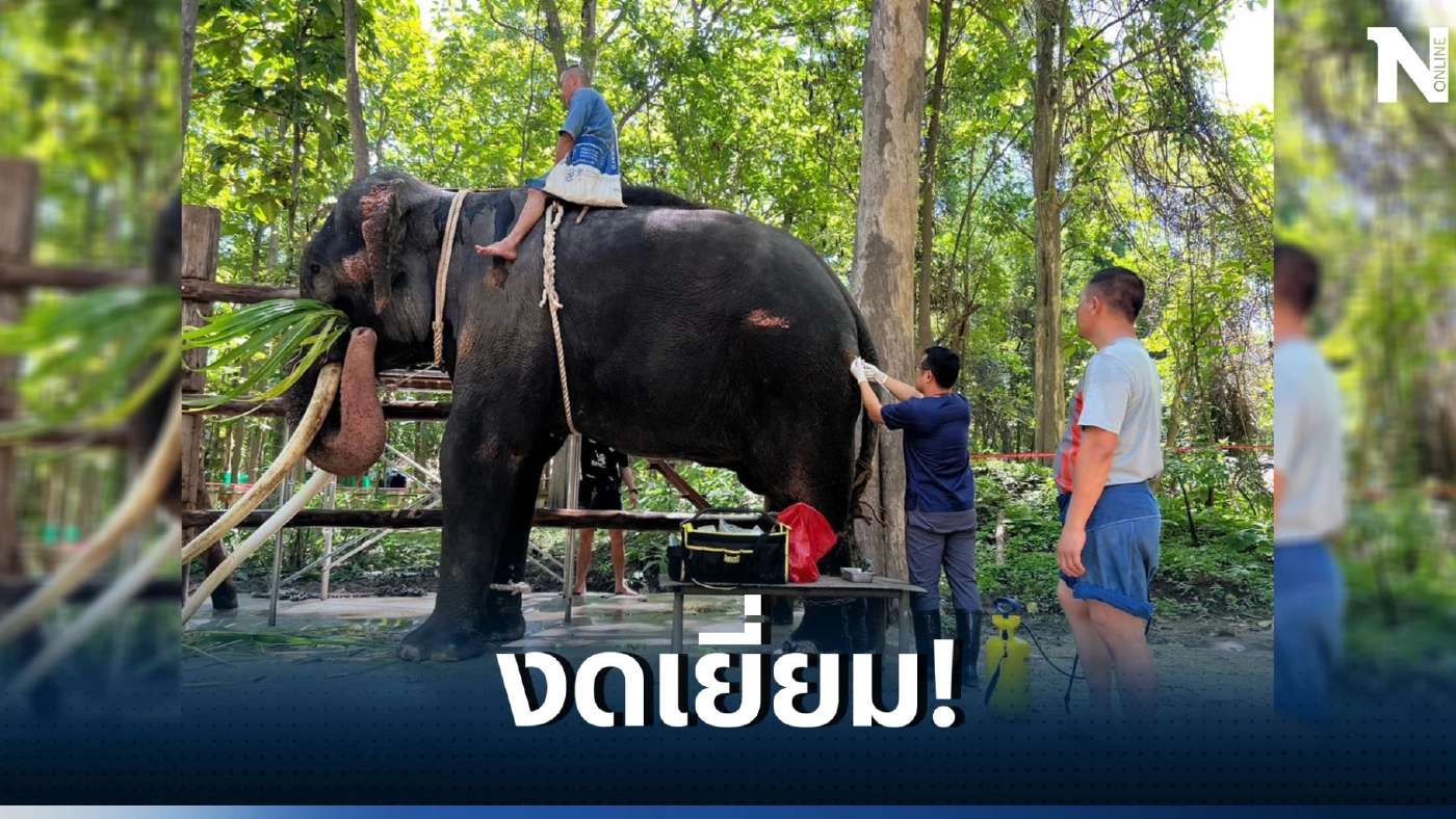 อัปเดตสุขภาพ “พลายศักดิ์สุรินทร์” ฝีที่สะโพกทั้ง 2 ข้างมีหนองลดลง