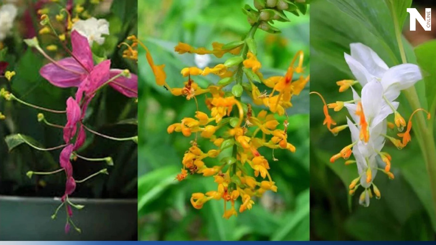 ชวนสายบุญ สายมู รู้จัก “ดอกเข้าพรรษา” ดอกไม้มงคล ในช่วงเทศกาลวันเข้าพรรษา 