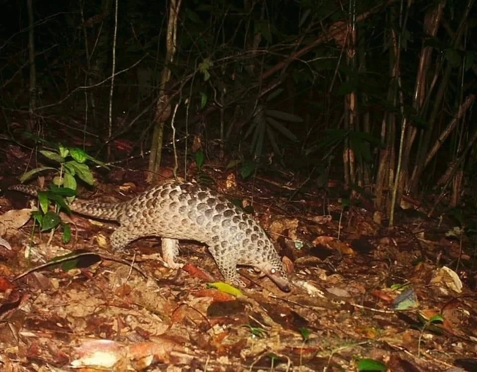 ชมภาพหายาก "สัตว์ป่า" สีสันแห่งพงไพร ที่อุทยานแห่งชาติแก่งกรุง