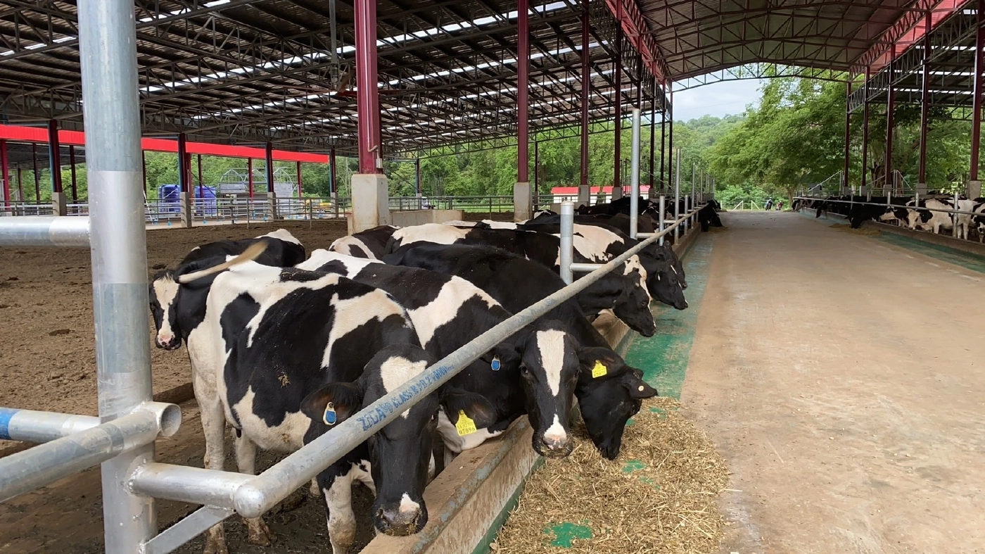 ขาดตลาด! ซีพี-เมจิ แจง นมจืดฝาน้ำเงินหายาก เหตุน้ำนมดิบขาดตลาด-โคนมพักรีดนม