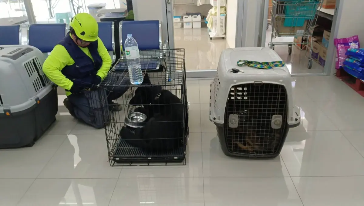 ส่งสุนัขกู้ภัย 4 ตัว ระดมค้นหา หลังได้กลิ่นต้องสงสัยใต้ซากสะพานถล่ม