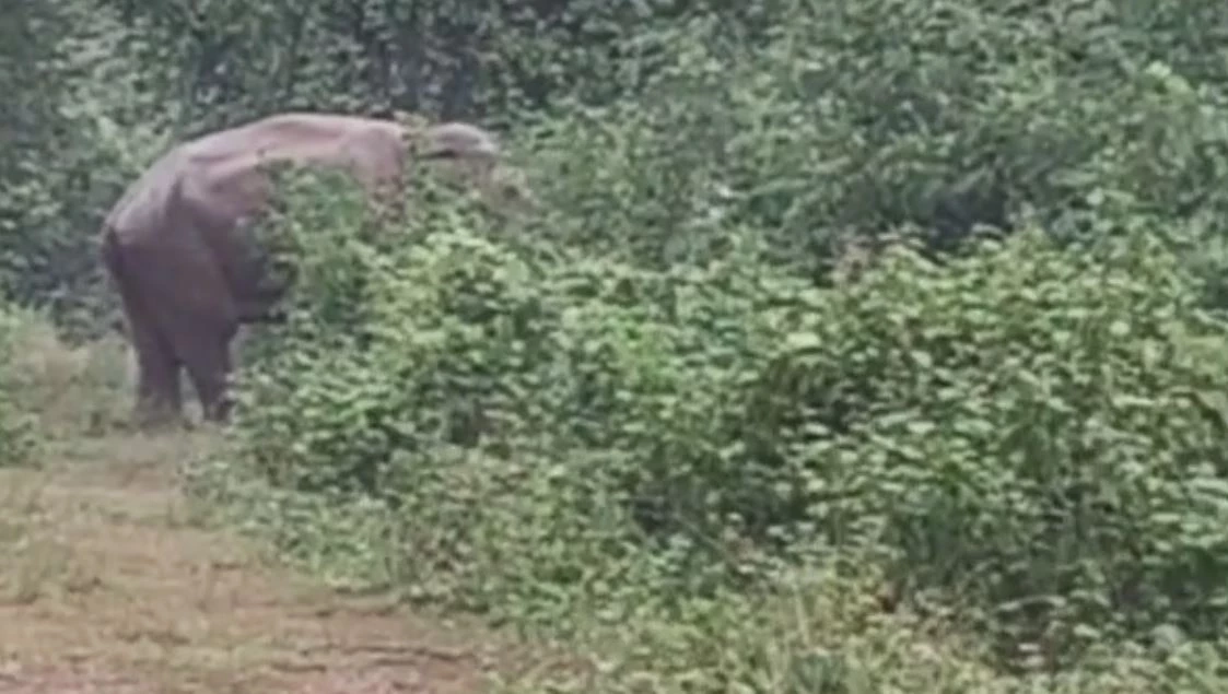 "เจ้างาบิด" ช้างป่าตัวอันตราย โผล่เดินหาของกินในพื้นที่ท่าตะเกียบ