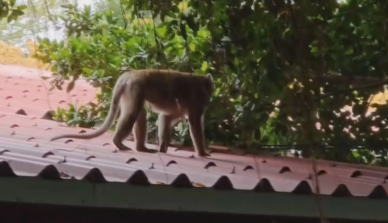 เจ้าจ๋อหลงฝูงเข้าโรงเรียน ที่สระบุรี เกรงแย่งอาหาร-ทำร้ายเด็ก นร.