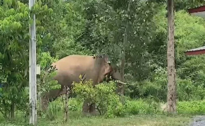 ระทึก "พลายเบี่ยงเล็ก" ช้างป่า หิวบุกหน้าบ้านพักเจ้าหน้าที่ กินขนุน