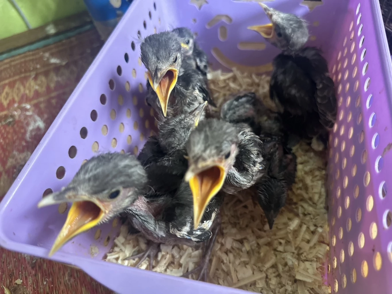 ปทส.รวบ “ก็มา ดิคะ” โพสต์ค้านกป่าคุ้มครอง 11 ชนิดมูลค่ากว่าแสนบาท