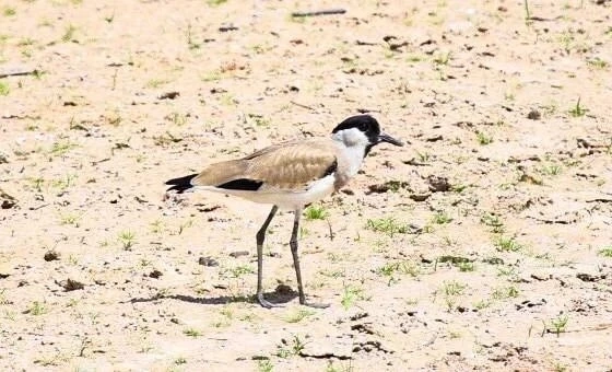 ชมภาพหาดูยาก "นกกระแตหาด" ร่วมอนุรักษ์ก่อนสูญเสียถิ่นที่อยู่