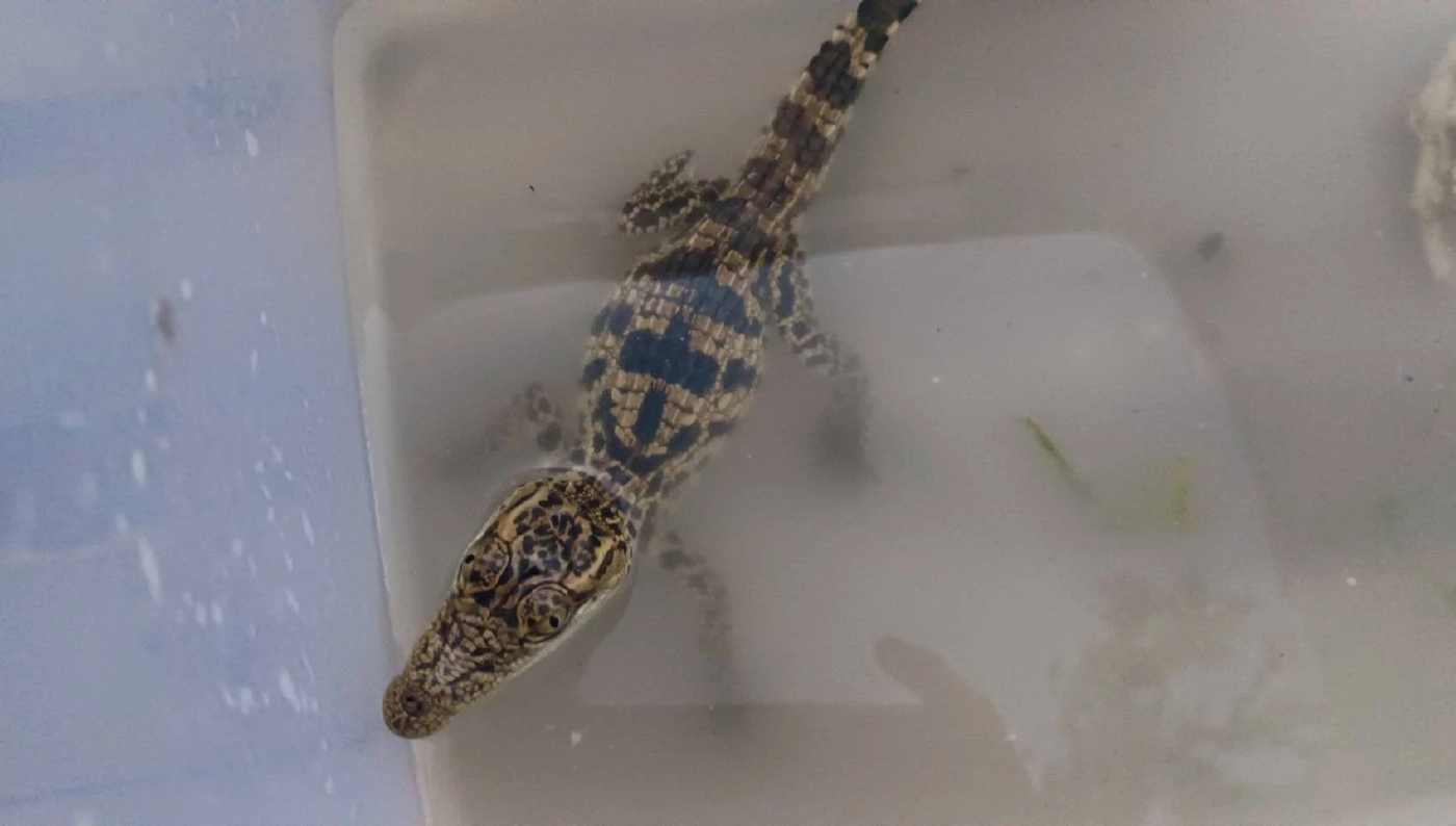 ชาวบ้านผวา พบลูกจระเข้โผล่ในบ่อน้ำข้างบ้าน