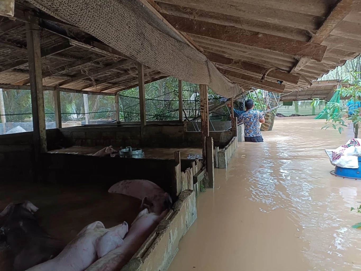 น้ำท่วมตรังยังอ่วม 2 อำเภอ ชาวบ้านพื้นที่ประสบภัยเศร้า จำใจปล่อยสัตว์จมน้ำ