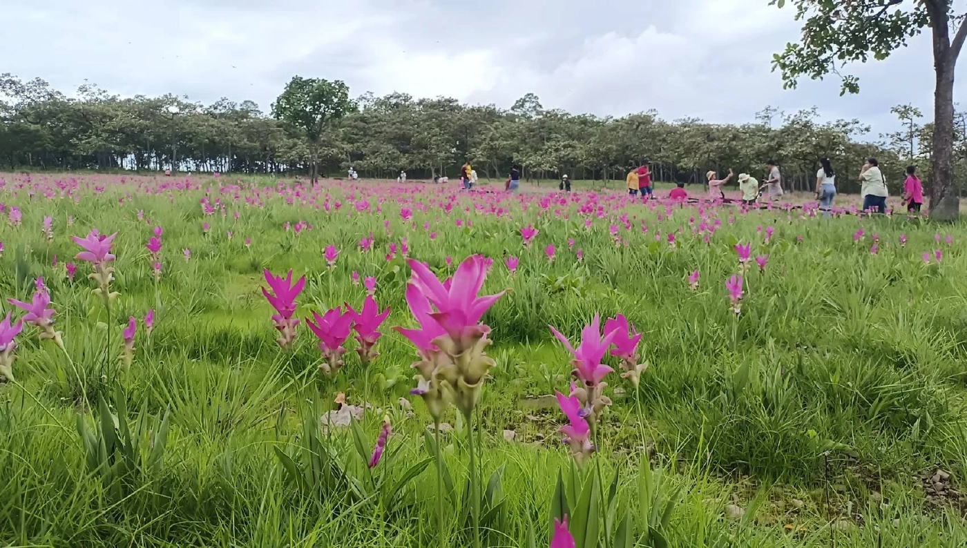 ทุ่งดอกกระเจียว อุทยานแห่งชาติไทรทอง