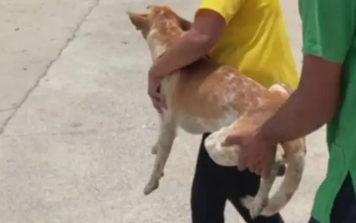 สุดสงสาร! "เจ้าเสือ" สุนัขแสนรู้ ถูกคนใจบาป ยิงลูกดอกใส่ บาดเจ็บ