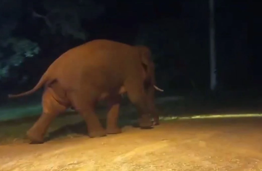 เปิดคลิปเจ้างาเบี่ยง พุ่งชนรถเจ้าหน้าที่ โมโหโดนผลักดันกลับป่า