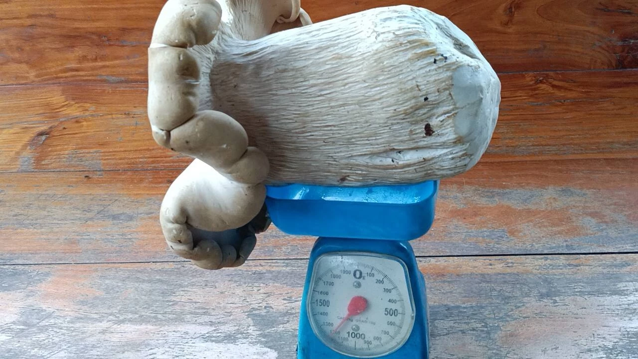 ตะลึง! ชาวบ้านพบ "เห็ดยักษ์" ดอกเดียวหนักกว่า 1.3 กิโลฯ