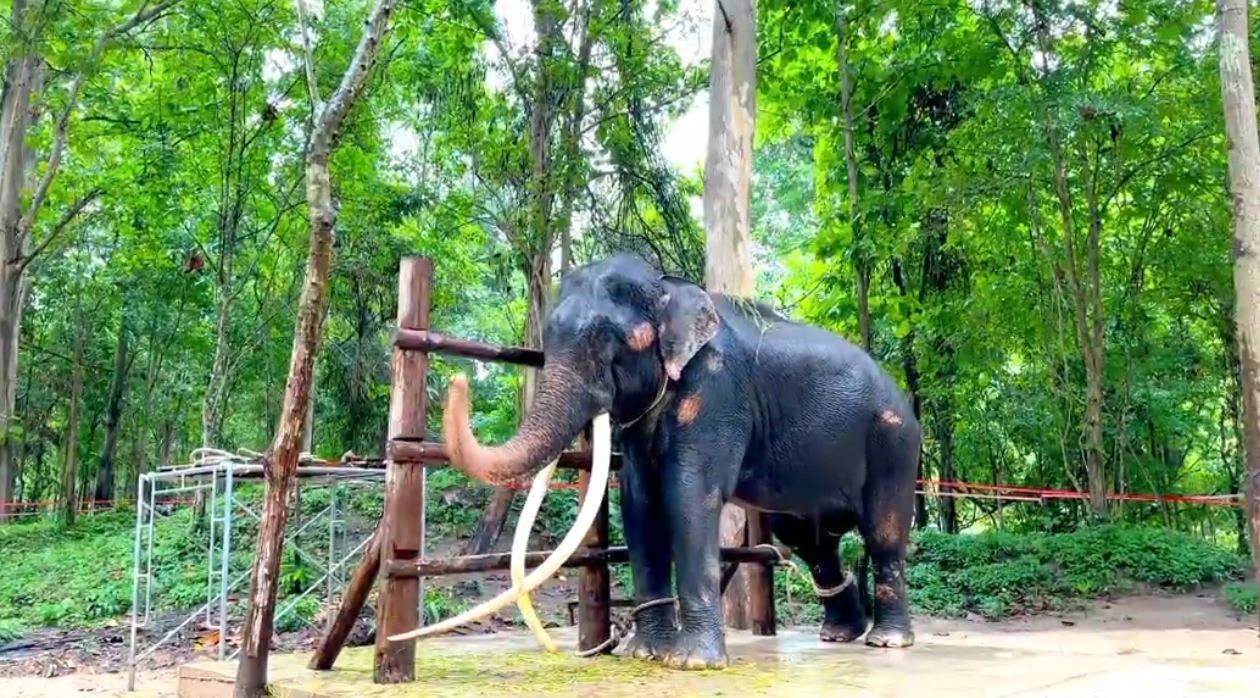 อัปเดตชีวิต "พลายศักดิ์สุรินทร์" ครบกำหนดกักโรควันสุดท้าย