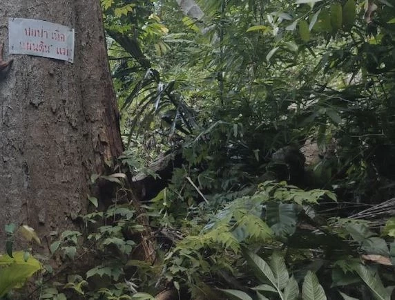 พบพื้นที่ป่าสงวนฯ 2 แห่ง ถูกบุกรุกแผ้วถาง ตัดโค่นไม้ใหญ่มีค่า เสียหายกว่า 16 ไร่