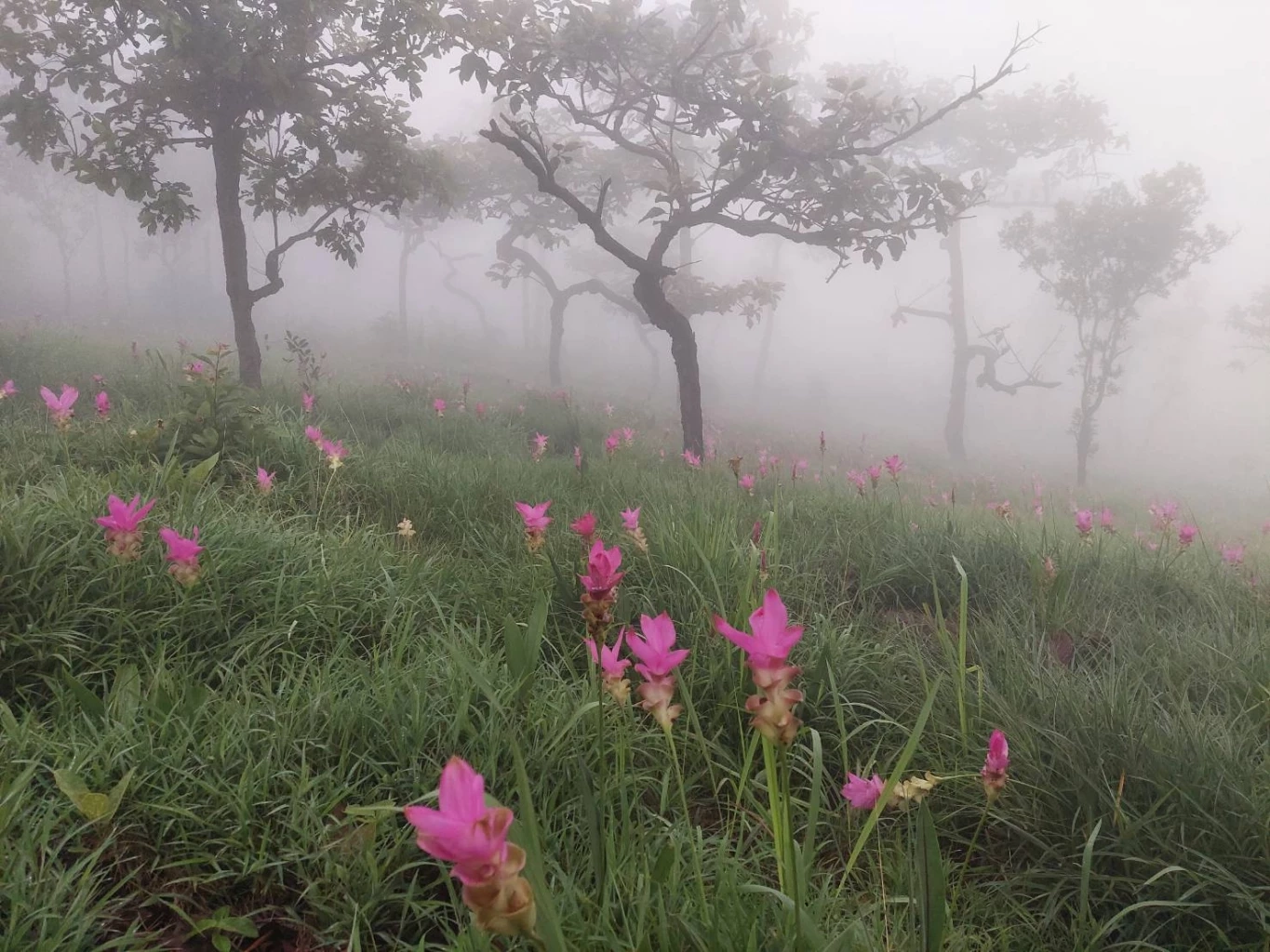 ชวนสัมผัสทะเลหมอก ชมทุ่งดอกกระเจียวบาน ที่อช.ป่าหินงาม