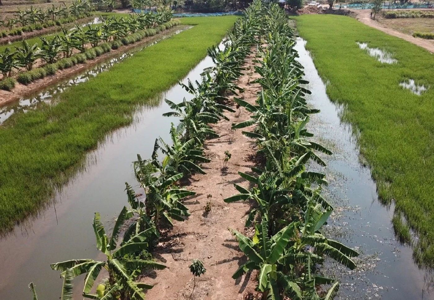 กรมพัฒนาที่ดิน อัปเกรด Agri-Map ช่วยเกษตรปลูกผลผลิตได้ตรงความต้องการตลาด