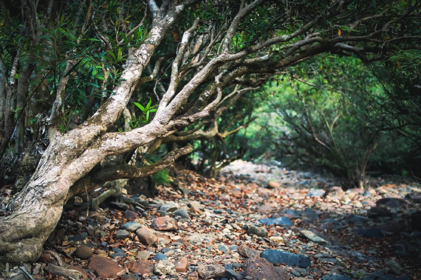 ชมภาพหายาก "สัตว์ป่า" สีสันแห่งพงไพร ที่อุทยานแห่งชาติแก่งกรุง