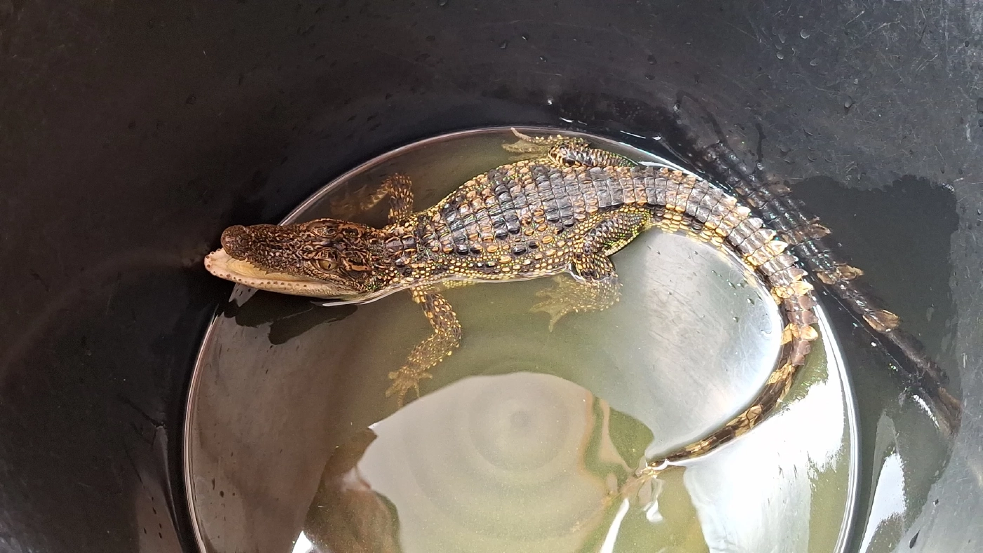 ฝนตกออกหาปลา ผงะหว่านแหเจอลูกจระเข้ แจ้ง จนท.ช่วยตรวจสอบ