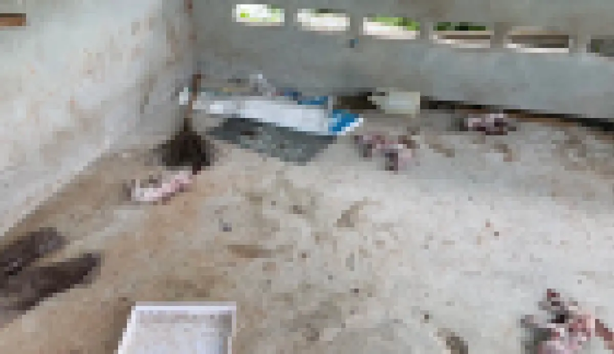 สุดอำมหิต! เจ้าของใจสลาย คนร้ายบุกฆ่าลูกหมู ตายเกลื่อนคอก 13 ตัว ลักไปอีก 2