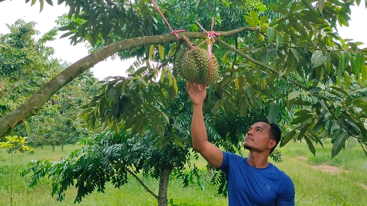 ฮือฮา! เป็ดสตูล เจ้าของเลี้ยงด้วย "หมอนทอง - มูซังคิง" เปิดเหตุผลมาสุดอึ้ง