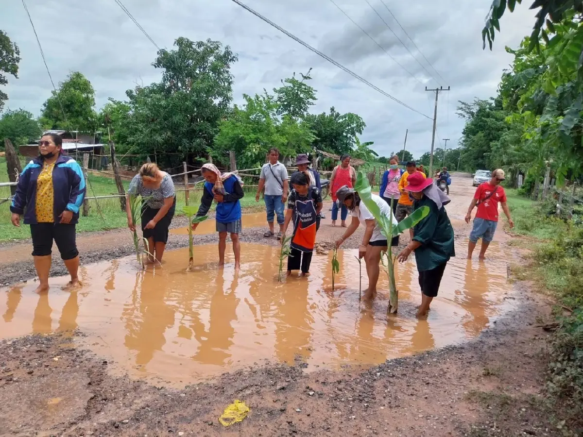 ชาวบ้านอำเภอบัวใหญ่สุดทน ปลูกต้นกล้วยประชดถนนพัง วอนรัฐเร่งซ่อม