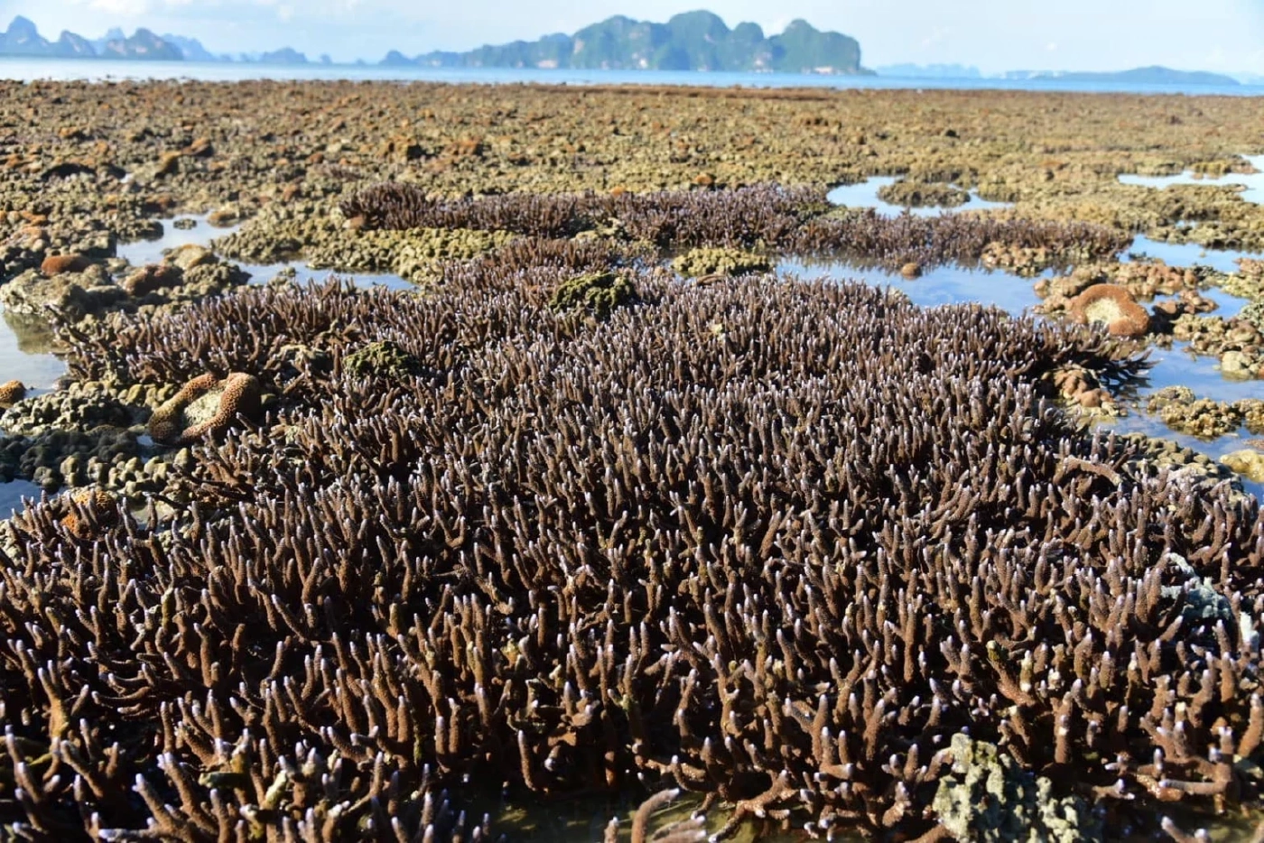 ท่องเที่ยวแบบยั่งยืน อุทยานแห่งชาติอ่าวพังงาชวนดูปะการังแบบไม่ต้องดำน้ำ