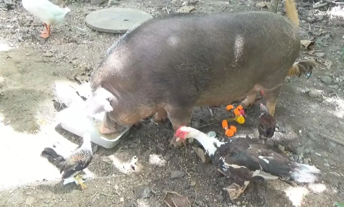 เปิดความน่ารัก "เจ้าแพนเค้ก" หมูป่า เดินขอขนมร้านค้าริมทาง