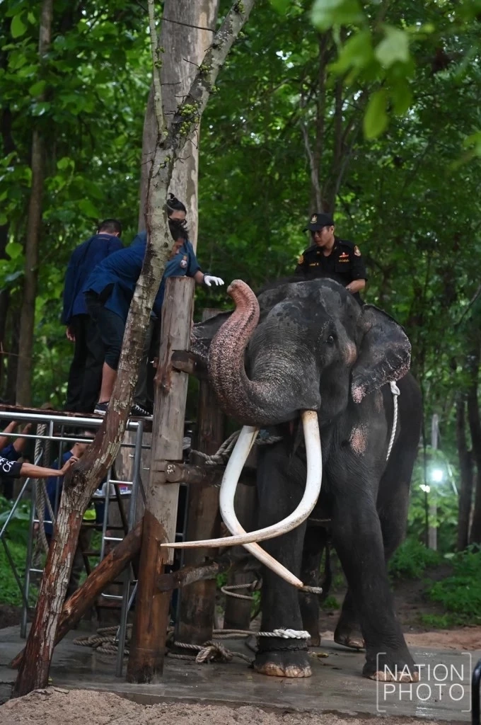 "กัญจนา" แจงแล้ว พลายศักดิ์สุรินทร์ ถ้าหายดี ต้องส่งกลับศรีลังกาอีกหรือไม่