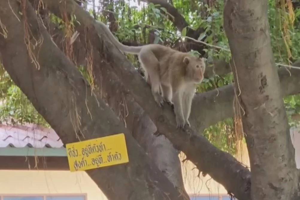 เจ้าจ๋อหลงฝูงเข้าโรงเรียน ที่สระบุรี เกรงแย่งอาหาร-ทำร้ายเด็ก นร.
