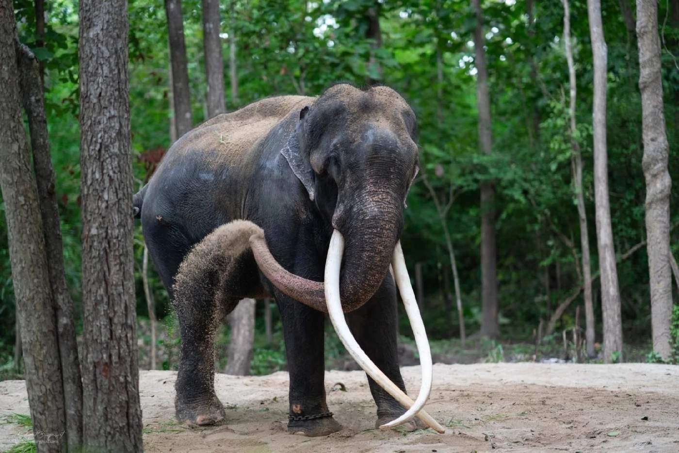 อัปเดตอาการล่าสุด "พลายประตูผา" 1ช้างไทยในศรีลังกา หากขนย้ายเสี่ยงอันตราย
