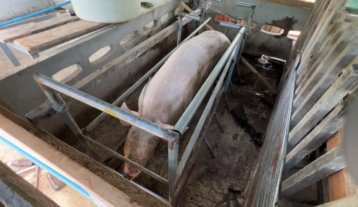 สุดอำมหิต! เจ้าของใจสลาย คนร้ายบุกฆ่าลูกหมู ตายเกลื่อนคอก 13 ตัว ลักไปอีก 2