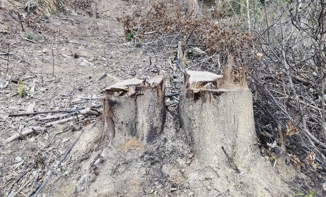 พบพื้นที่ป่าสงวนฯ 2 แห่ง ถูกบุกรุกแผ้วถาง ตัดโค่นไม้ใหญ่มีค่า เสียหายกว่า 16 ไร่