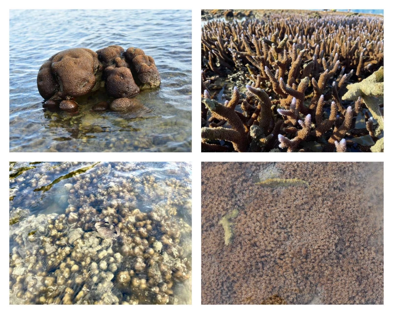 ท่องเที่ยวแบบยั่งยืน อุทยานแห่งชาติอ่าวพังงาชวนดูปะการังแบบไม่ต้องดำน้ำ