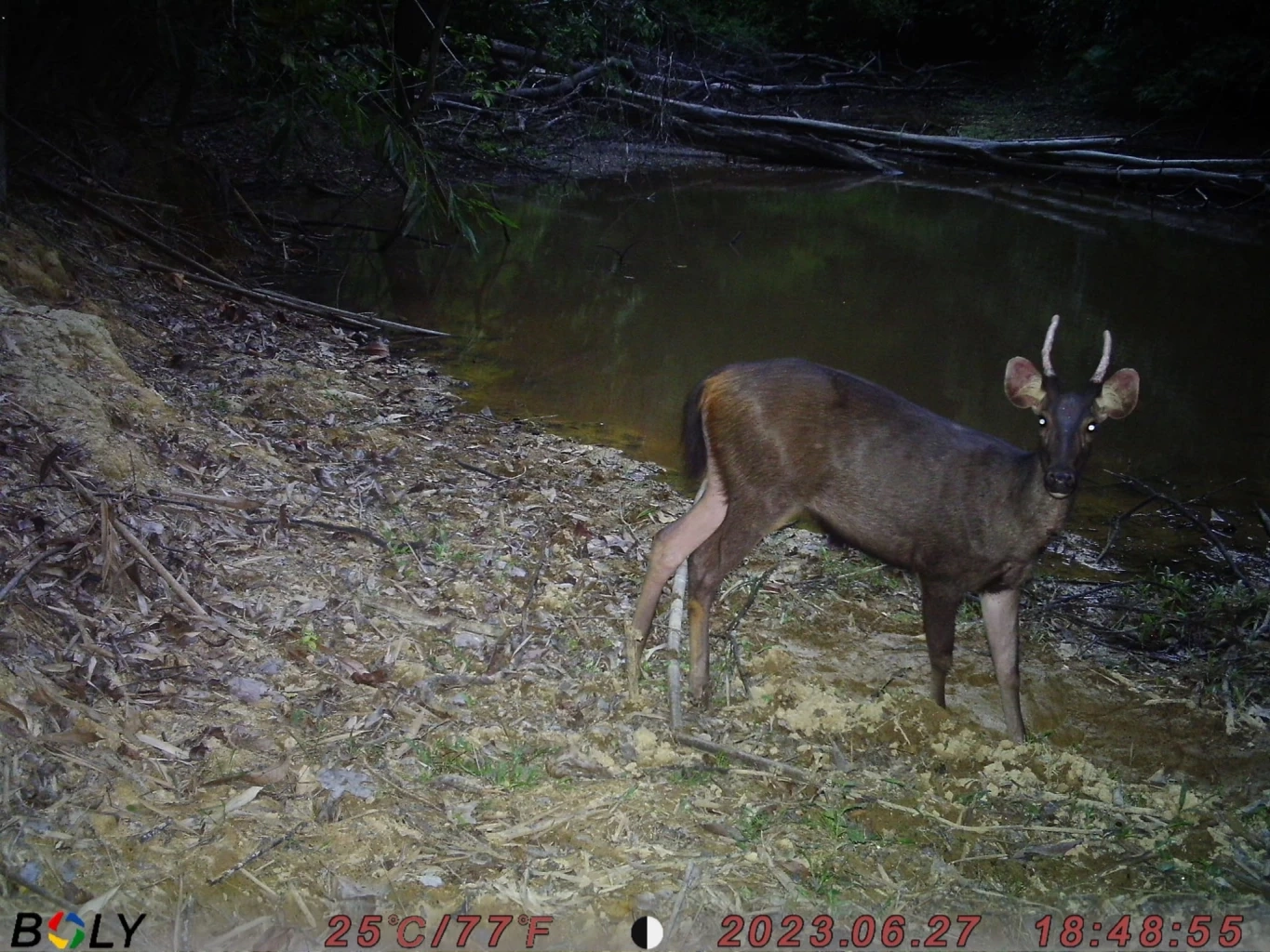 ชมภาพหายาก "สัตว์ป่า" สีสันแห่งพงไพร ที่อุทยานแห่งชาติแก่งกรุง