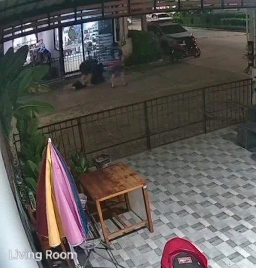 เปิดคลิป หนุ่มระยอง โดนรุม 5 ต่อ 1 สู้ยิบตา แทงอริดับ 1 ที่เหลือหนีกระเจิง