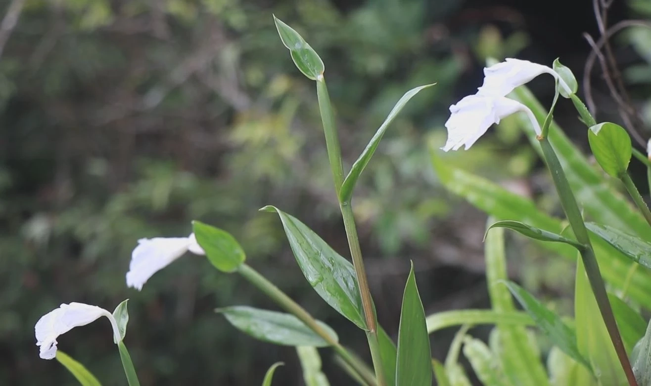 นทท.ชมดอกไม้งาม "บีโกเนีย" พร้อมสัมผัสความสดชื่นจากหมอกฝน ที่ภูหินร่องกล้า