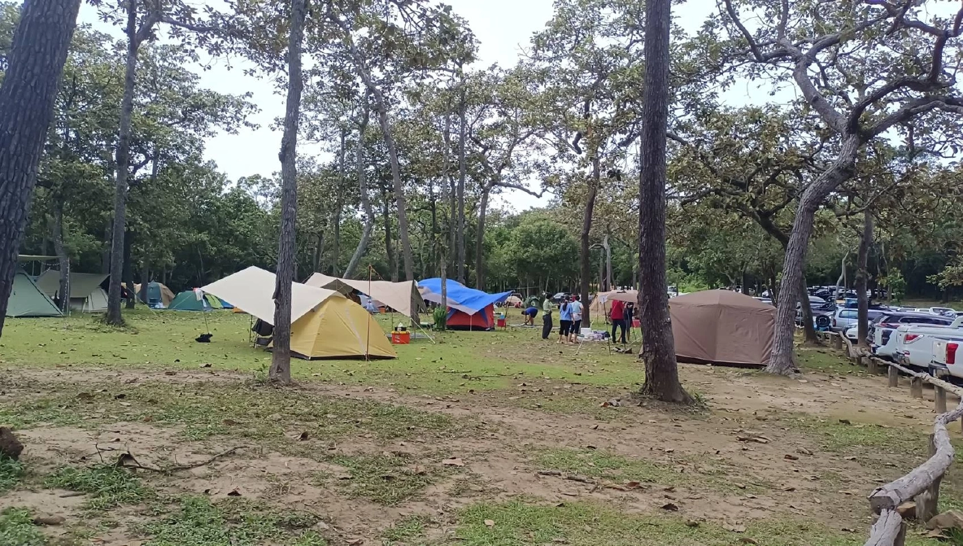 วันหยุด นทท. ชมความงาม "ทุุ่งดอกกระเจียว" อุทยานแห่งชาติไทรทอง คึกคัก