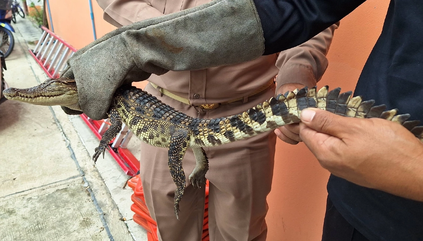 ฝนตกออกหาปลา ผงะหว่านแหเจอลูกจระเข้ แจ้ง จนท.ช่วยตรวจสอบ