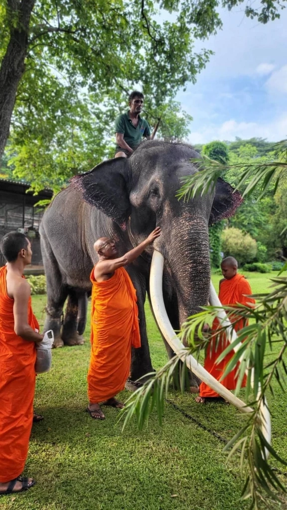 "กัญจนา" แจงแล้ว พลายศักดิ์สุรินทร์ ถ้าหายดี ต้องส่งกลับศรีลังกาอีกหรือไม่