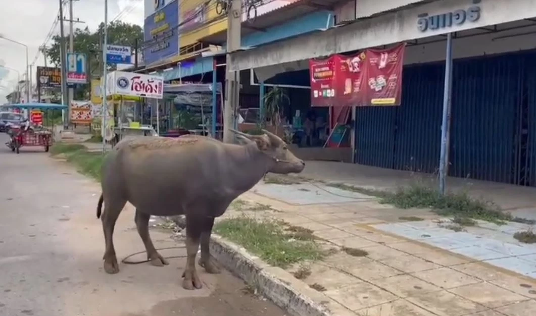 จราจรเมืองชัยภูมิ สยบควายคลั่ง ไล่ขวิดชาวบ้าน ได้รับบาดเจ็บ