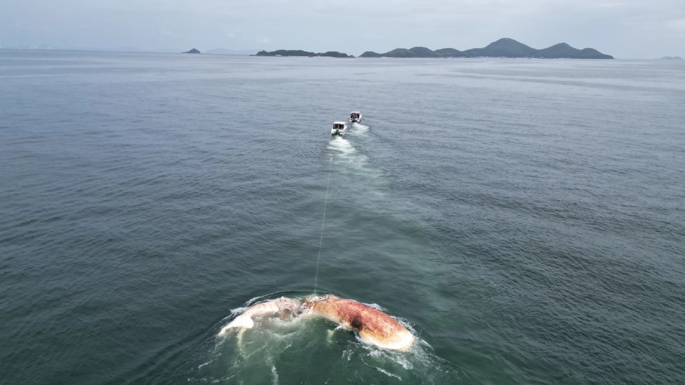 สุดเศร้า! พบซาก "วาฬบรูด้า" ขนาดใหญ่ ลอยตายปริศนา ใกล้เกาะล้าน