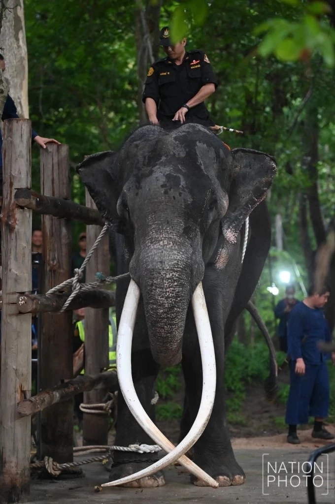 "กัญจนา" แจงแล้ว พลายศักดิ์สุรินทร์ ถ้าหายดี ต้องส่งกลับศรีลังกาอีกหรือไม่