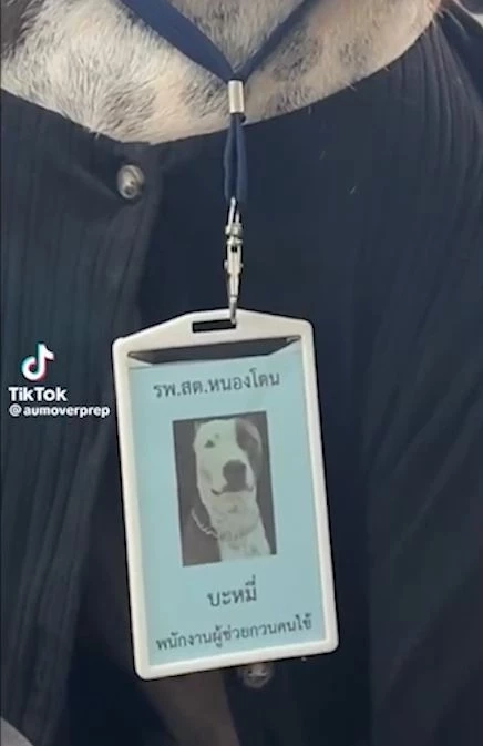 เผยความน่ารัก "เจ้าบะหมี่" กว่าจะมาเป็นดาว TikTok ได้ทั้งต้อนรับ และ รปภ.