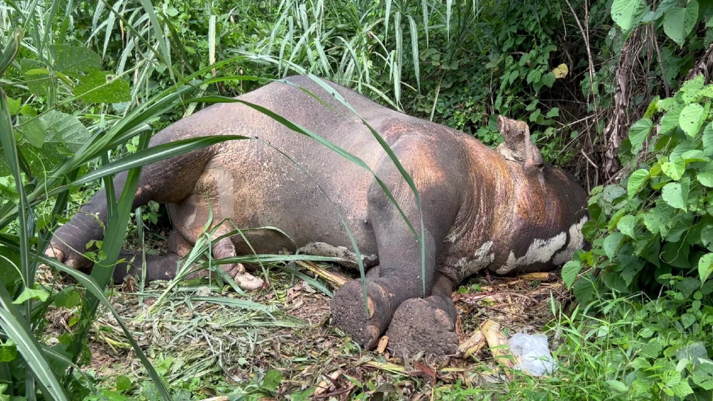 สุดเศร้า! ช้างสีดอ "มีบุญ" ช้างดังเมืองคอน เหยื่อถูกกำนันดังยิง ล้มแล้ว