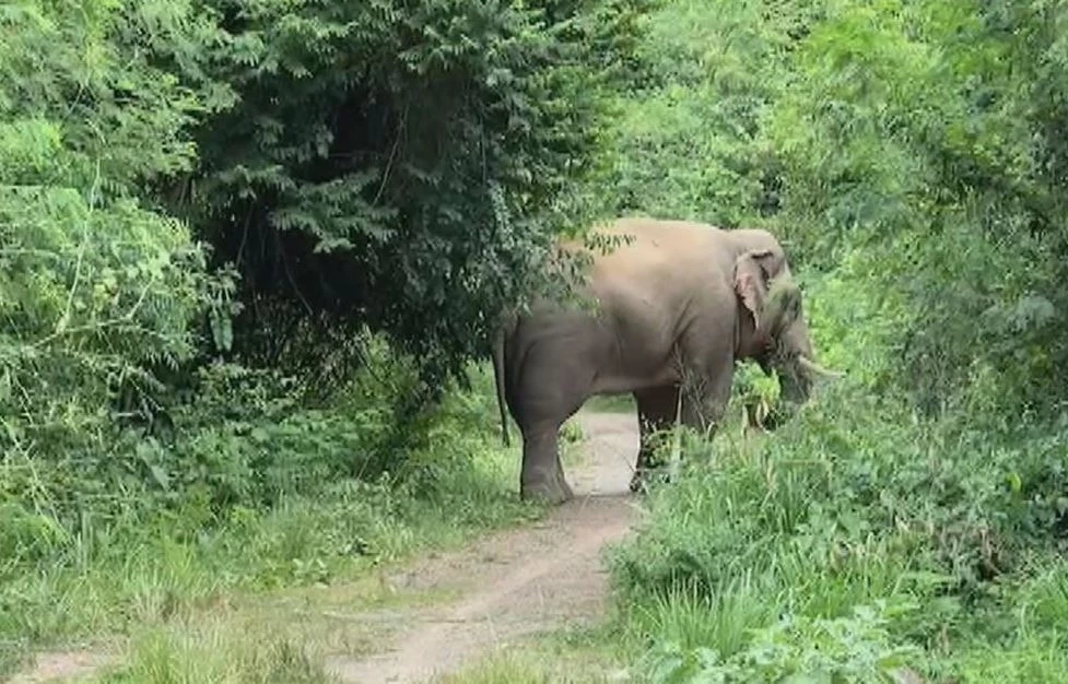 ระทึก "พลายเบี่ยงเล็ก" ช้างป่า หิวบุกหน้าบ้านพักเจ้าหน้าที่ กินขนุน
