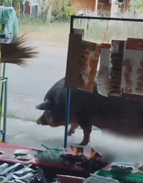 เปิดความน่ารัก "เจ้าแพนเค้ก" หมูป่า เดินขอขนมร้านค้าริมทาง