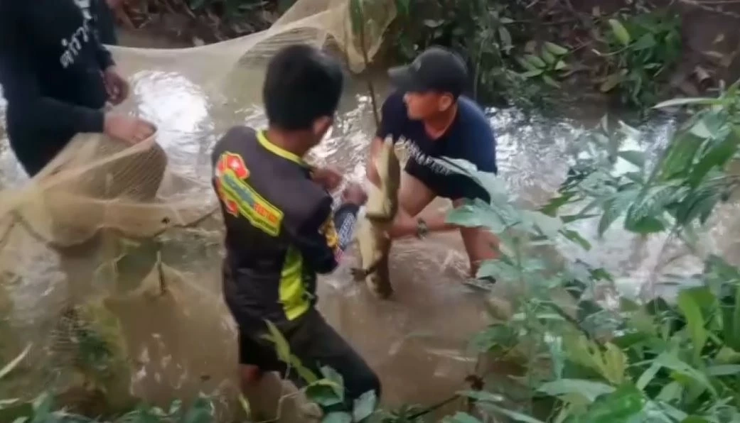 จับได้แล้ว 6 ตัว จระเข้หลุดบ่อเลี้ยง ด้าน จนท.ประมง เตรียมแจ้งความเจ้าของบ่อ