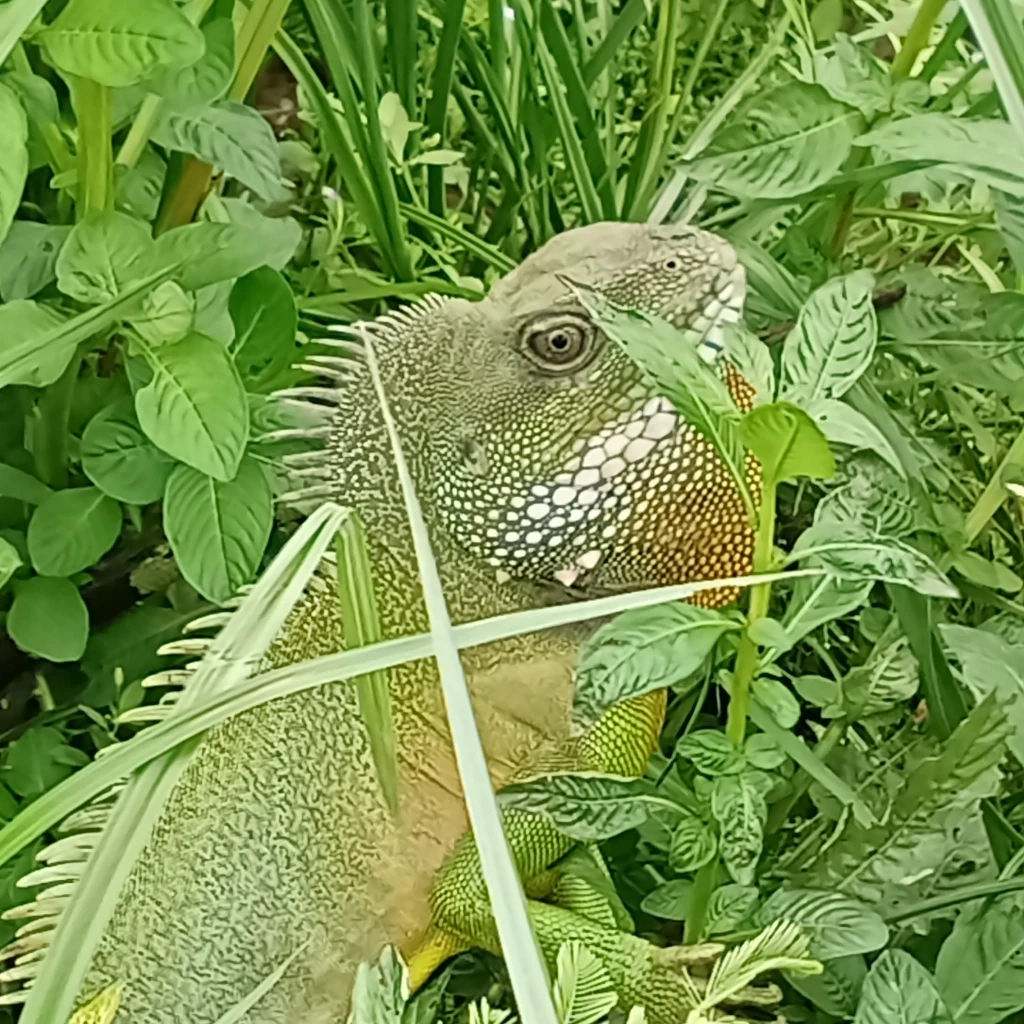 ภาพหาดูยาก "ตะกอง" อีกัวน่าเมืองไทย อวดโฉมนักท่องเที่ยวที่โคราช (มีคลิป)