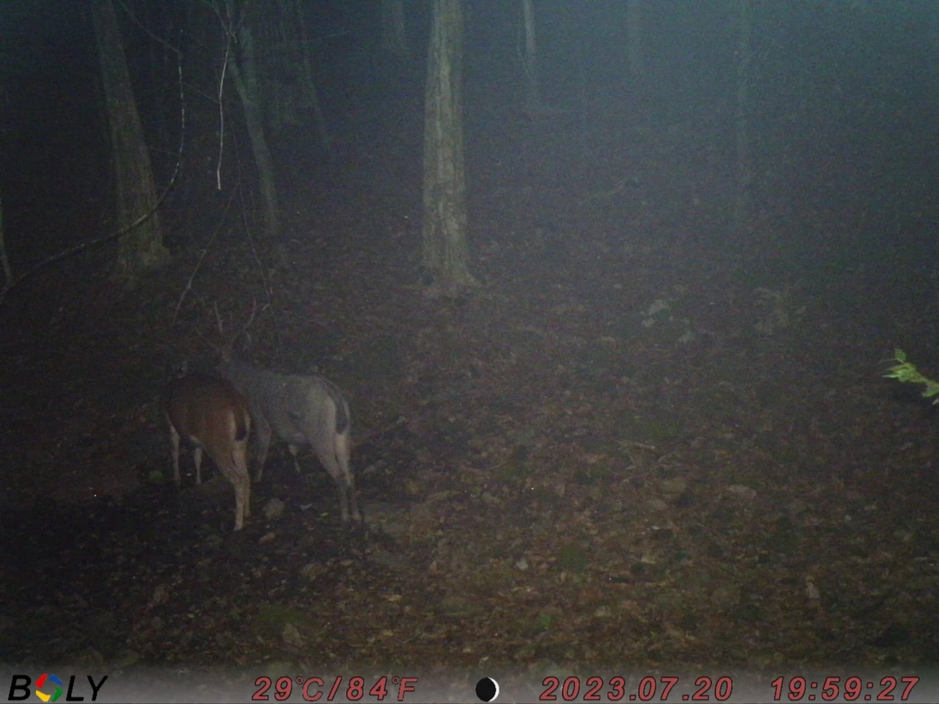 ชมภาพหายาก "สัตว์ป่า" สีสันแห่งพงไพร ที่อุทยานแห่งชาติแก่งกรุง