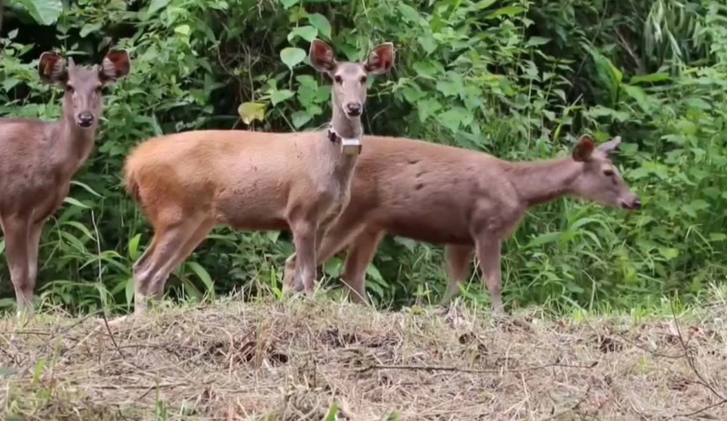 อช.คลองลาน ปล่อยกวางป่า 14 ตัว คืนสู่ธรรมชาติ ติดปลอกคอศึกษาพฤติกรรม